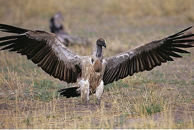 不用等太久 《GTA6》或将在2025年4月前发售